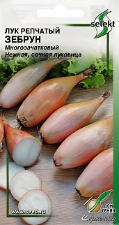 Лук репчатый Зебрун, 70 шт.