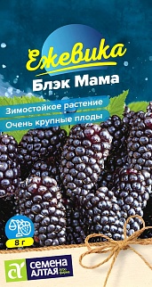 Ежевика Блэк Мама, крупноплодная, 0,3 г