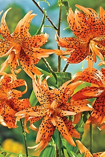 Лилия тигровая Флора Плена, 12/14, 1 шт.