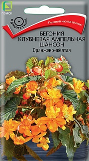 Бегония клубневая ампельная Шансон Оранжево-жёлтая, 10 шт.