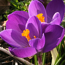 Крокус крупноцветковый Флауэр Рекорд, 7/8, 1 шт.