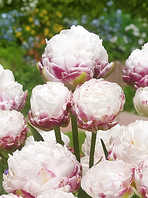 Тюльпан махровый многоцветковый Коттон Кэнди, 12/+, 1 шт.