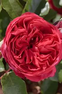 Роза парковая Рубан Руж (карминно-красный)