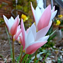 Тюльпан ботанический Леди Джейн, 6/7, 1 шт.