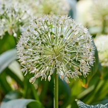 Лук декоративный Айвори Куин, 12/14, 1 шт.