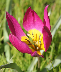 Тюльпан ботанический Виолацея Йеллоу Бейз, 6/+, 1 шт.