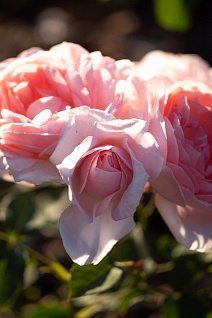 Роза флорибунда Мария Тереза/ЦКор