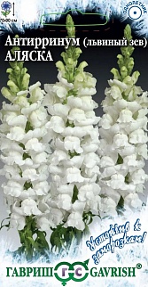 Львиный зев высокорослый Аляска, 0,1 г. Устойчив к заморозкам.