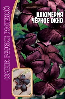 Плюмерия Черное Окно, 3 шт. Редкие семена.