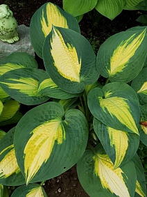 Хоста Смэш Хит, 1 шт.