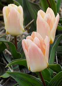 Тюльпан грейга Литтл Герл, 11/12, 1 шт.