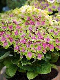Гортензия крупнолистовая Мэджикал Аметист/ЦКорЛюкс