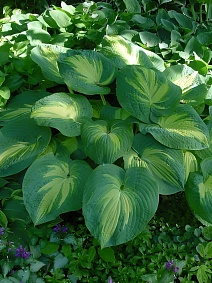 Хоста Парадиз Експектейшнс, 1 шт.