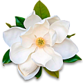 Магнолия