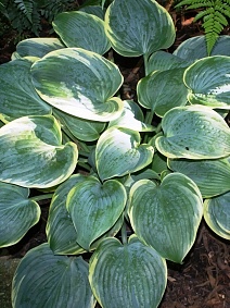 Хоста Блю Флейм, 1 шт.