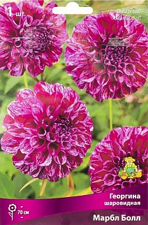 Георгина шаровидная Марбл Болл, 1 шт.