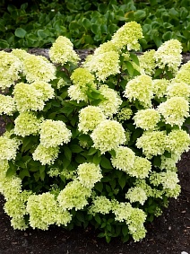 Гортензия метельчатая Литтл Пассион/ЦКорЛюкс