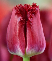 Тюльпан бахромчатый Криспи Реддино, 12/+, 1 шт.