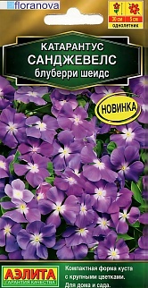 Катарантус Санджевелс блуберри шейдс, 7 шт.