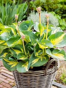 Хоста Волверин, 1 шт.