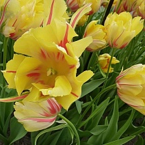 Тюльпан махровый поздний Фрейджюс, 12/+, 1 шт.