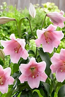 Лилия ЛО-гибрид Беллсонг, 12/14, 1 шт.