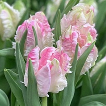 Тюльпан попугайный Кабанна, 11/12, 1 шт.