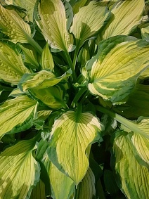Хоста Шармон, 1 шт.