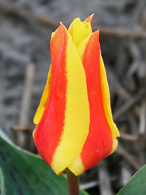 Тюльпан грейга Ферст Лов, 11/12, 1 шт.