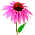 Эхинацея