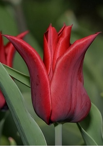 Тюльпан лилиецветный Ластинг Лов, 11/12, 1 шт.