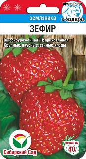 Клубника Зефир, 10 шт. Сибирский сад