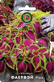 Колеус Фаервей Роз, 10 шт. Биотехника