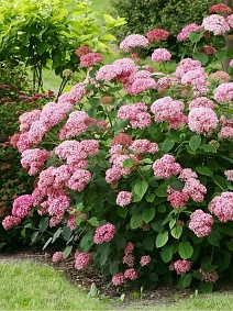 Гортензия древовидная Кандибел Сорбет/ЦКорЛюкс