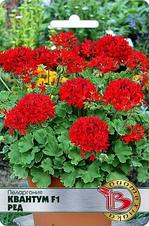 Пеларгония Квантум F1 Ред, 5 шт. Биотехника