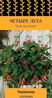 Земляника Чаровница, 5 шт. Четыре лета