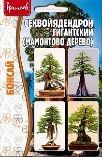 Секвойядендрон гиганский, 5 шт. Редкие семена.
