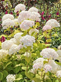 Гортензия древовидная Кандибел Маршмеллоу