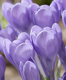 Крокус Хаммингбёрд, 6/+, 1 шт.