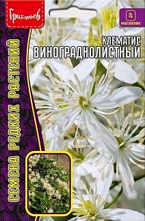 Клематис Винограднолистный, 7 шт.