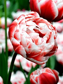 Тюльпан махровый поздний Драмлайн, 11/12, 1 шт.