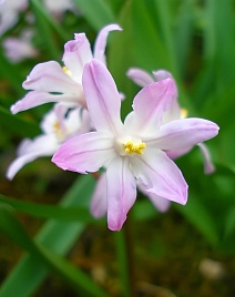 Хионодокса Роуз Куин, 5/+, 1 шт.