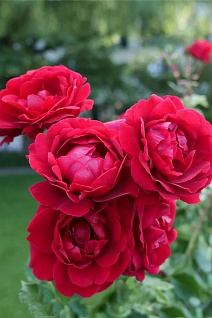 Роза плетистая Дон Жуан