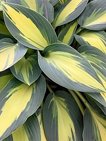 Хоста Пати Поппер, 1 шт.