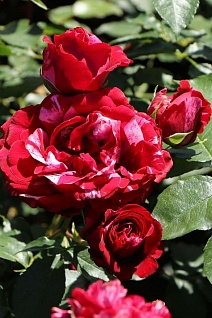 Роза флорибунда Дип Импрешн/ЦКор