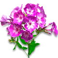 Флокс