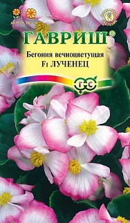 Бегония вечноцветущая Лученец F1, 5шт. 