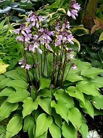 Хоста Пурпл Сенсейшн, 1 шт.