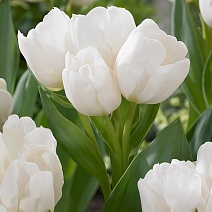 Тюльпан многоцветковый Вайс Берлинер, 11/12, 1 шт.