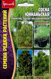 Сосна Юннаньская, 25 шт.